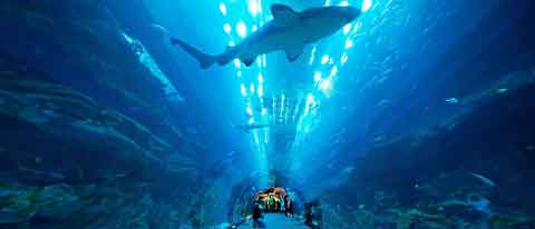 Contrail-Underwater-Zoo